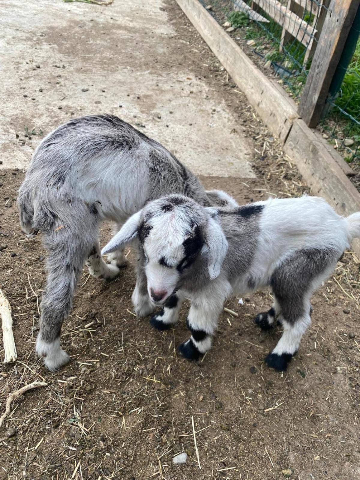 因佩里亚Agriturismo A Ca Du Cappellan别墅 外观 照片